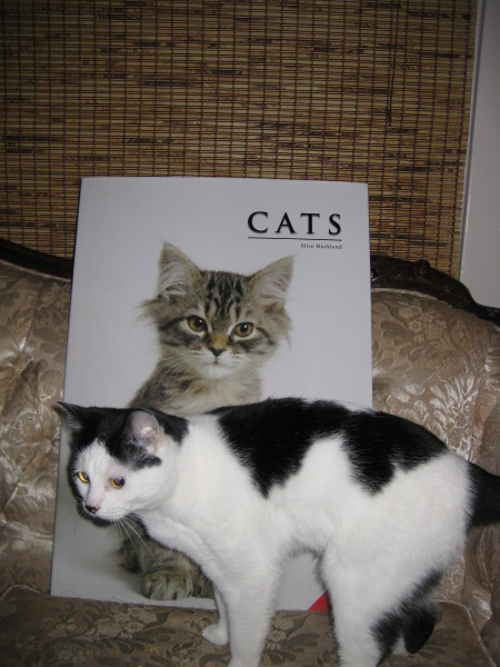 The cat on the cover is bigger than Beans is!!!