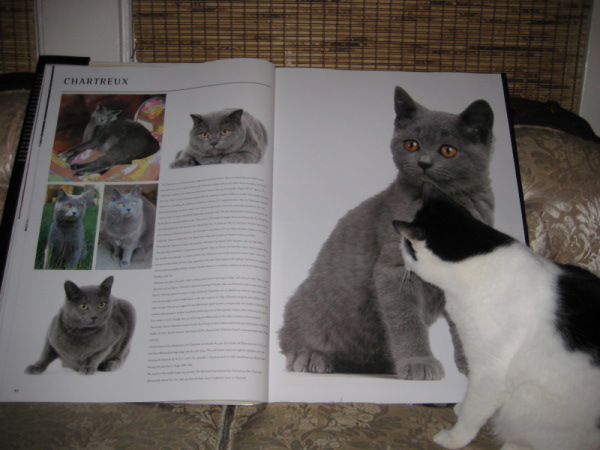Sassy brushes up on breed attributes.